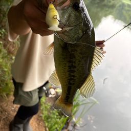 ラージマウスバス