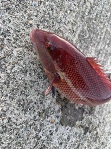 コブダイの釣果