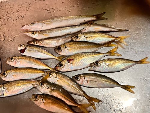 アカカマスの釣果