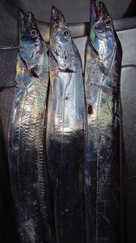 タチウオの釣果