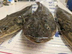 マゴチの釣果