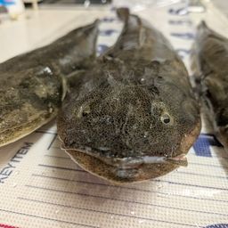 マゴチ