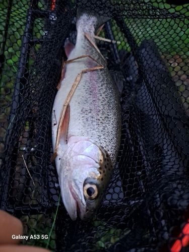 ニジマスの釣果