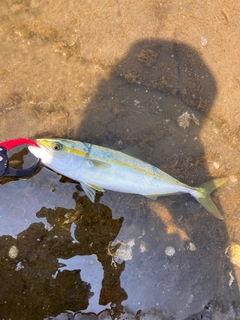 ワカシの釣果