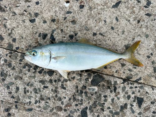 ヤズの釣果
