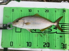 ショゴの釣果