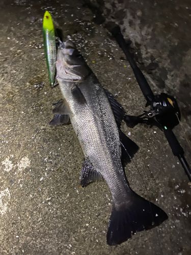 スズキの釣果