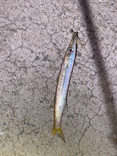 カマスの釣果