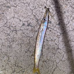 カマス