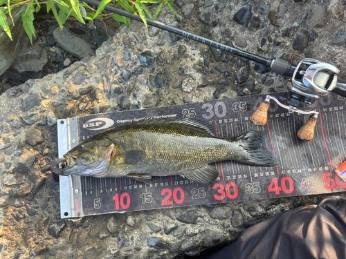 スモールマウスバスの釣果