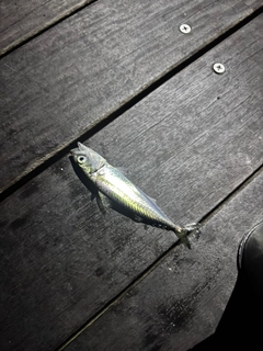サバの釣果