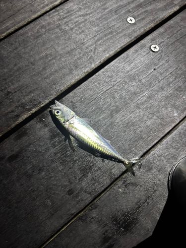 サバの釣果