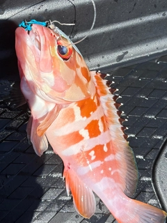 ハンゴーミーバイの釣果