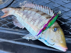 ムルーの釣果