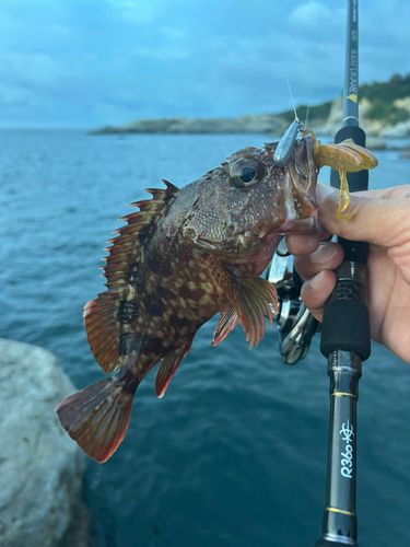 ガシラの釣果