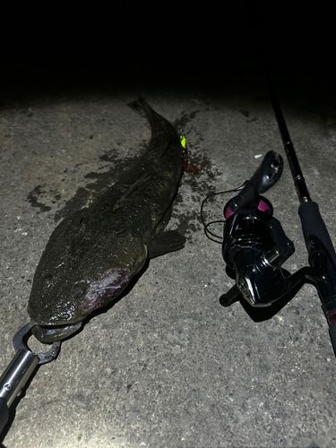 マゴチの釣果