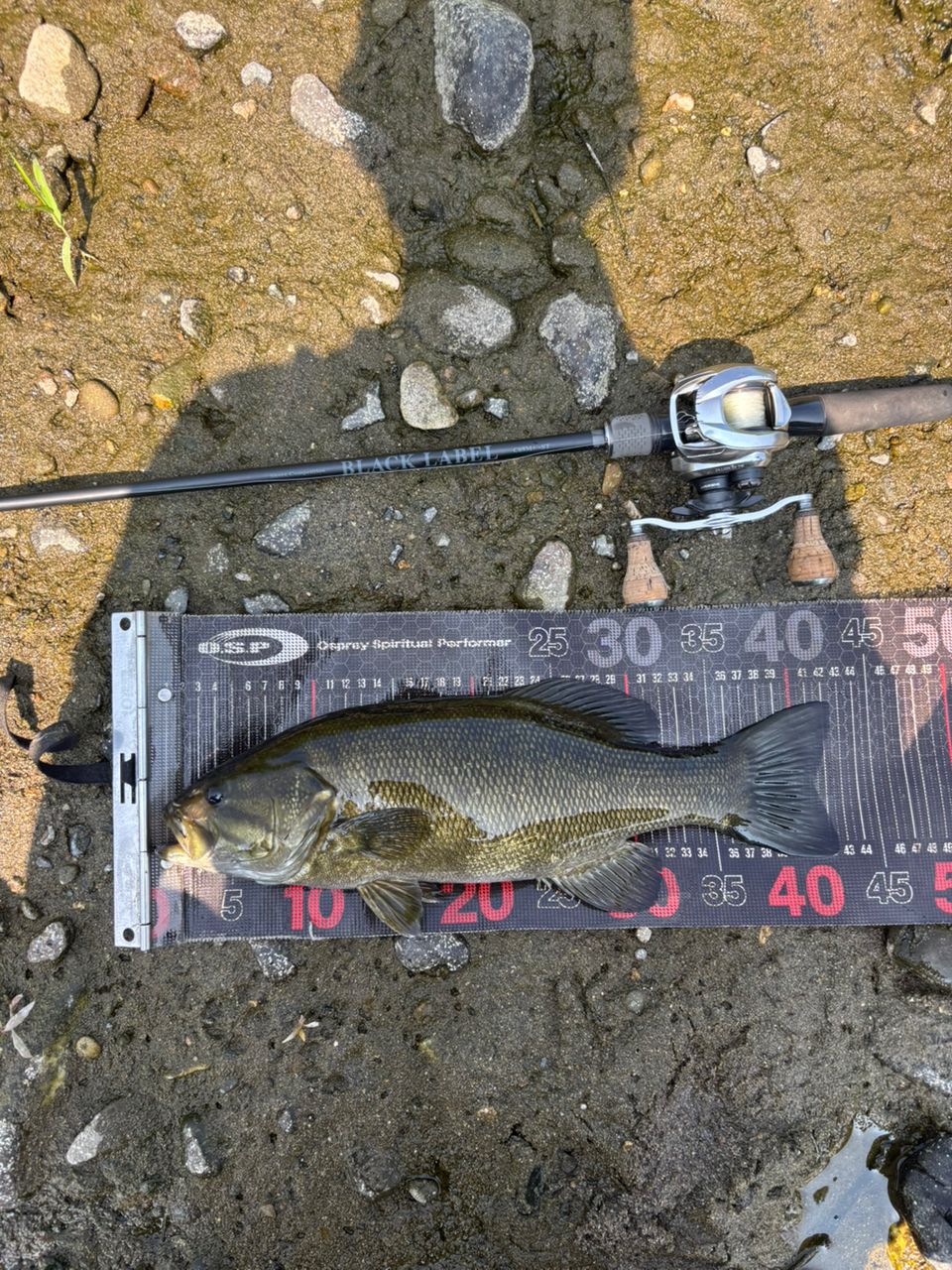 スモールマウスバス