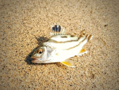 コトヒキの釣果