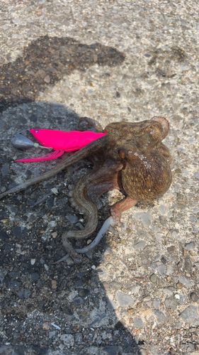 マダコの釣果