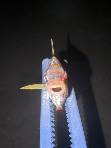 ヒイラギの釣果