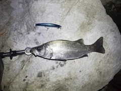 ヒラスズキの釣果