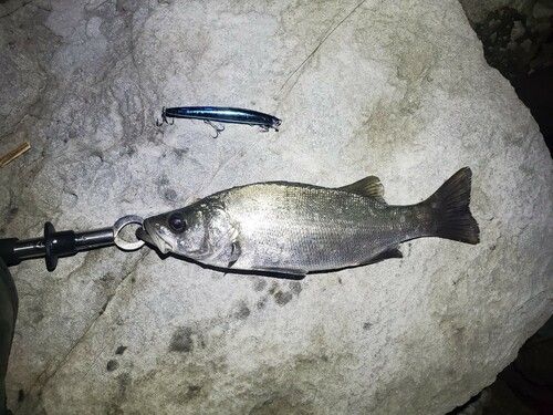 ヒラスズキの釣果