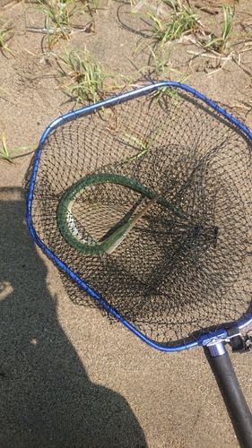 ダツの釣果