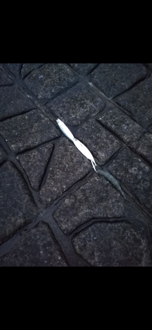 サバ