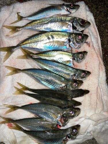 アジの釣果