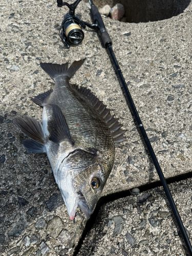 チヌの釣果
