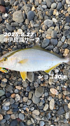 ショゴの釣果