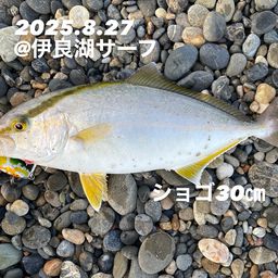 ショゴ