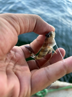 イトヒキハゼの釣果