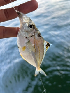 ヒイラギの釣果