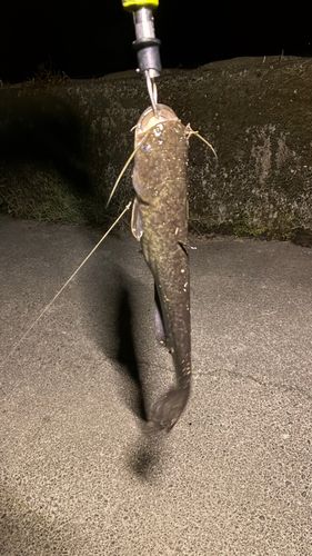 マナマズの釣果
