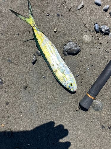 シイラの釣果