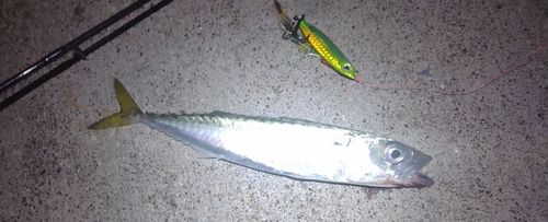 サバの釣果