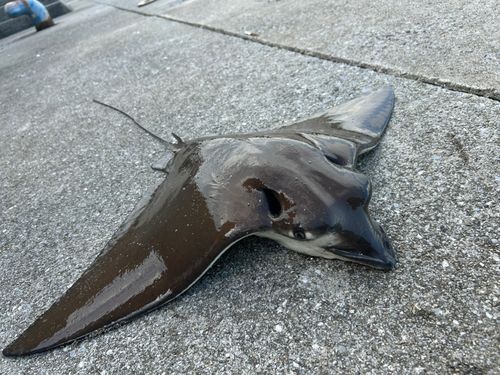 ナルトビエイの釣果
