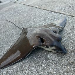 ナルトビエイ