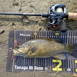 スモールマウスバス