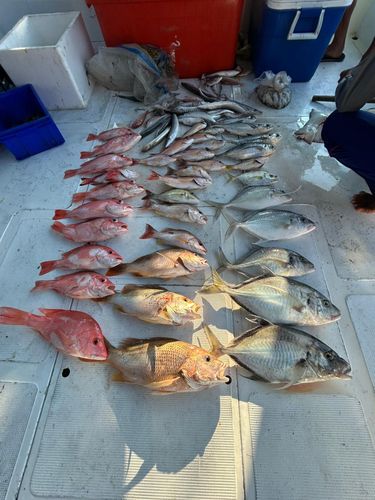 マルヒラアジの釣果