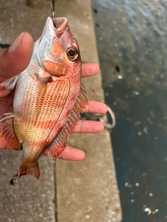 チャリコの釣果