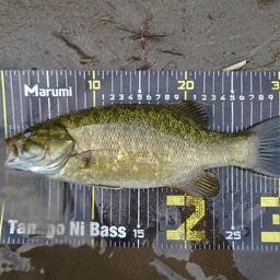 スモールマウスバス