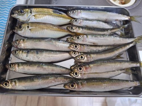 アジの釣果