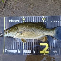 スモールマウスバス