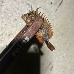 ハオコゼ
