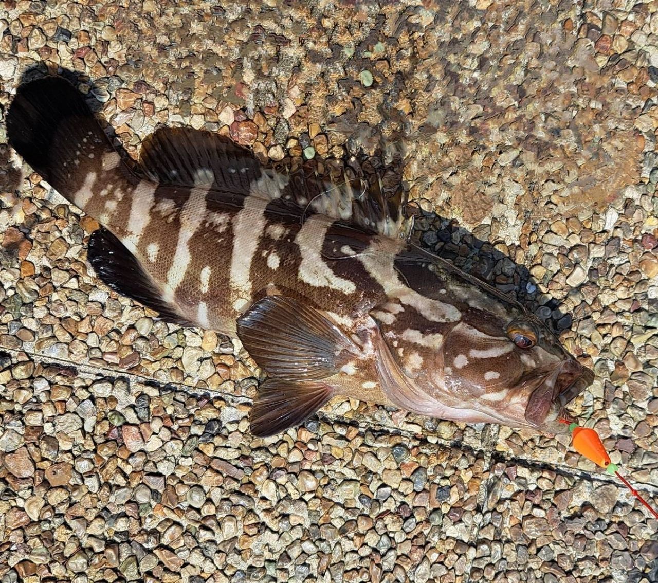 クエ