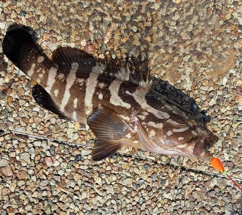 クエの釣果