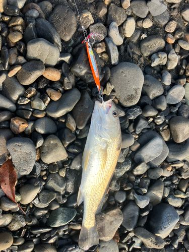 ニベの釣果