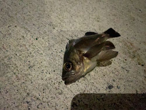 メバルの釣果